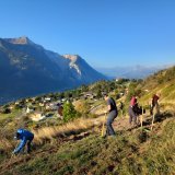 Préparation d’un sol en friche avant les semailles du seigle. Des travaux menés par les collaborateurs HYDRO avec Pro Natura dans la zone protégée de Zälg, au-dessus d’Erschmatt.